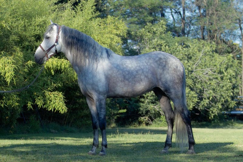 andalusian horse unique movement